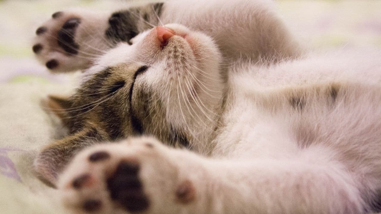 ゴロゴロとリラックスして眠る猫の写真