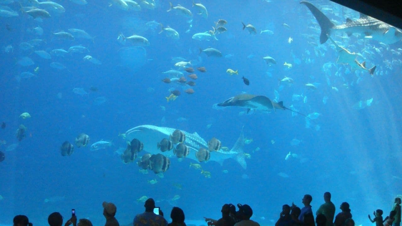 水族館の大きい水槽を眺める