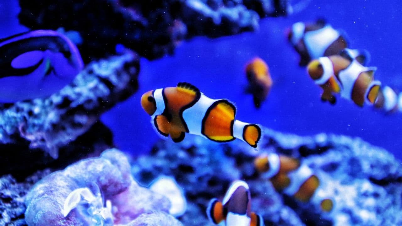 水族館の綺麗な水槽