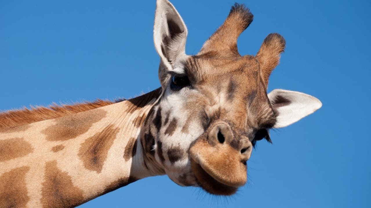 1人で動物園に行くのはおかしくない4つの理由